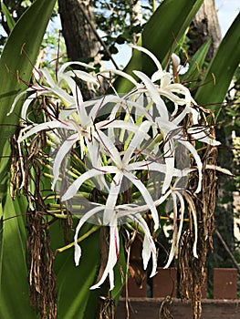 Crinum asiaticum or Poison bulb or Giant crinum lily or Grand crinum lily or Spider lily flowers.