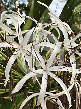 Crinum asiaticum or Poison bulb or Giant crinum lily or Grand crinum lily or Spider lily flowers.