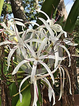 Crinum asiaticum or Poison bulb or Giant crinum lily or Grand crinum lily or Spider lily flowers.