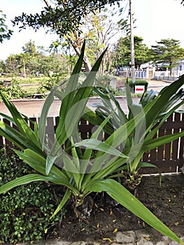 Crinum asiaticum or Poison bulb or Giant crinum lily or Grand crinum lily or Spider lily flowers.