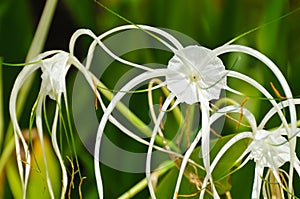 Crinum Lily or