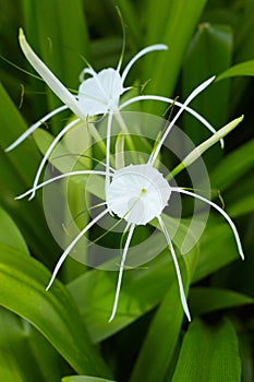 Crinum Lily