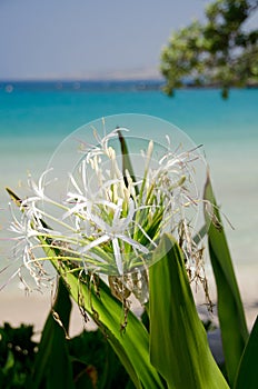 Crinum lily in shadows of Kaunaoa beach; Big Island; Hawaii