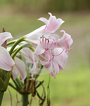 Crinum Lily - Spring Joy