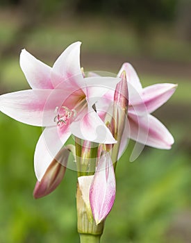Crinum Lily - Spring Joy