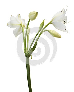 Crinum moorei flowers, Natal Lily, White Lily isolated on white background