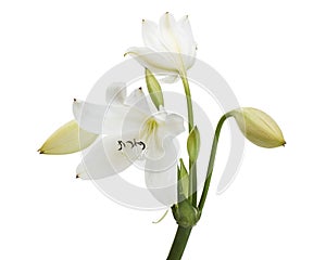 Crinum moorei flowers, Natal Lily, White Lily isolated on white background