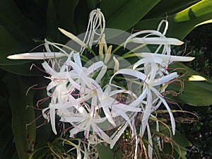 Crinum Plant Blossoming in Garden.