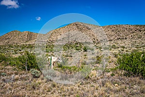 Criollo Cattle on the open range