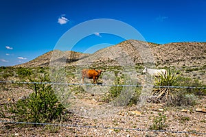 Criollo Cattle on the open range