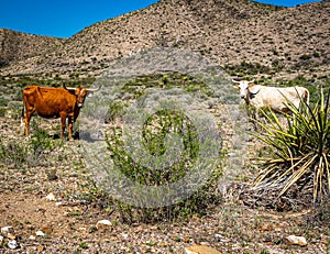 Criollo Cattle on the open range