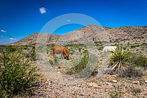 Criollo Cattle on the open range