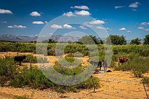 Criollo Cattle on the open range