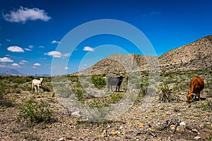 Criollo Cattle on the open range photo