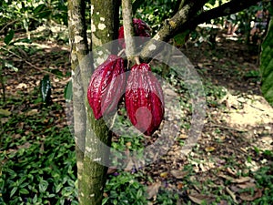 criollo cocoa pods on theobroma cacao tree, caribbean agriculture