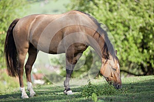 Criollo Horse breed run free in meadow under green trees photo