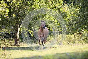 Criollo Horse run free in meadow under green trees photo