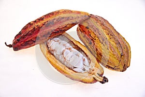 Criollo variety cocoa fruit photo