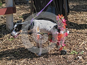 Crippled dog with doggie wheelchair decorated with flowers