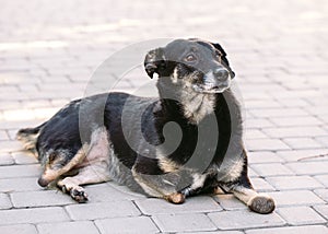 Crippled dog without three legs lying on the road,