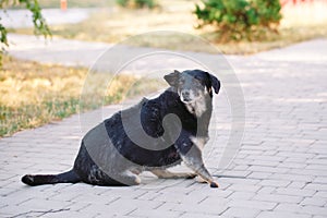 Crippled dog without three legs lying on the road