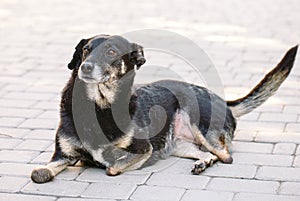 Crippled dog without three legs lying on the road