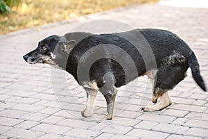 Crippled dog without three legs lying on the road