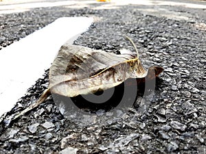 Crippled  leaf in  middle of the road