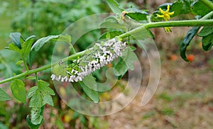 A Crippled Tomato / Tobacco Hornworm as host to parasitic braconid wasp eggs