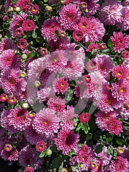 Crisantemo pink flowers photo