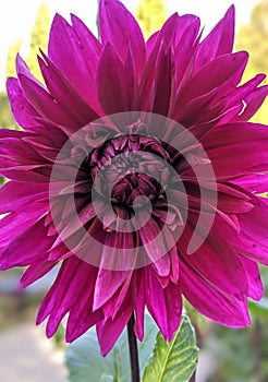 Chrysanthemum purple flower photo