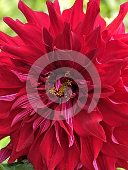 Crisantemo red flower photo