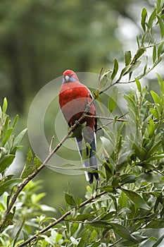 Crismon Rosella photo