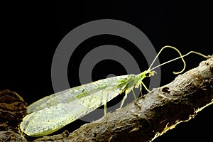 Crisopa verde Chrysopidae sp. belleza photo