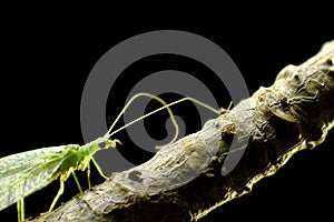 Crisopa verde Chrysopidae sp. belleza photo