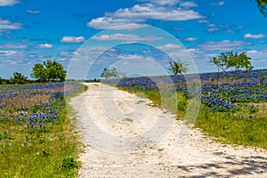A Crisp Beautiful View of a Lonely Rural Texas Road in a Big Texas Field Blanketed with the Famous Texas Bluebonnets. photo