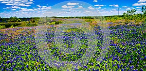 A Crisp Big Beautiful Colorful Panoramic High Def Wide Angle View of a Texas Field Blanketed with the Famous Texas Bluebonnets. photo