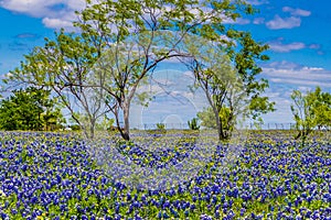 A Crisp Big Beautiful Colorful Wide Angle View of a Texas Field Blanketed with the Famous Texas Bluebonnets.