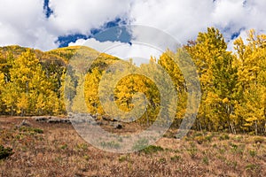 Crisp colorful Aspens in the Autumn, viewed from the Ghost Town of Ashcroft.