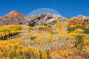 Crisp colorful Aspens in the Autumn, viewed from Kebler Pass Road.