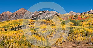 Crisp colorful Aspens in the Autumn, viewed from Kebler Pass Road.