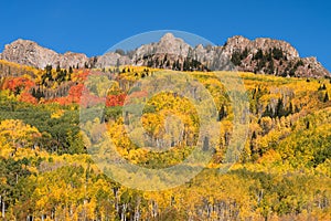 Crisp colorful Aspens in the Autumn, viewed from Kebler Pass Road.
