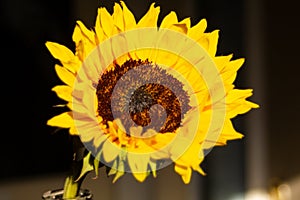 Warm Sunflower rising at Sunrise