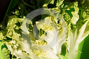 Crisp fresh lettuce on plastic green plate close up. Green background. Salad leaf. Organic healthy food. Detox diet concept.
