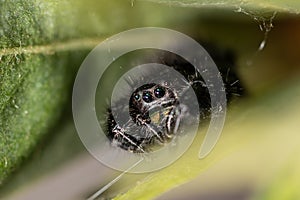 A crisp macro shot of a Bold Jumping Spider hiding in leaves surrounded by a web for hiding.