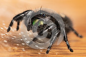 A crisp macro shot of a Bold Jumping Spider with prominent green iridescent chelicerae on a table surface surrounded by a web for