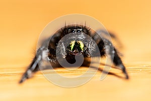 A crisp macro shot of a bold Jumping spider on a wooden table surface with prominent green iridescent chelicerae.