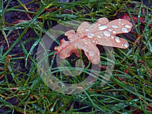 Crisp Orange oak leaf in green grass with rain drops