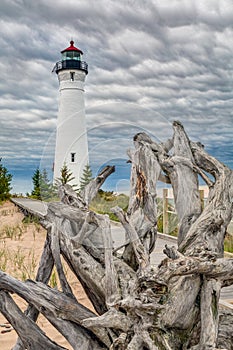 Crisp Point Driftwood