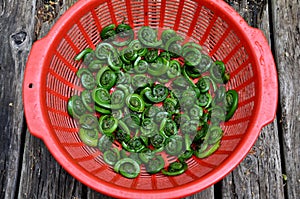 Crisp Spring Fiddlehead Ferns Cleaned and Ready for Cooking